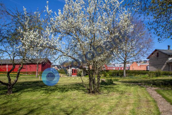 Bies Have – Hobro #1