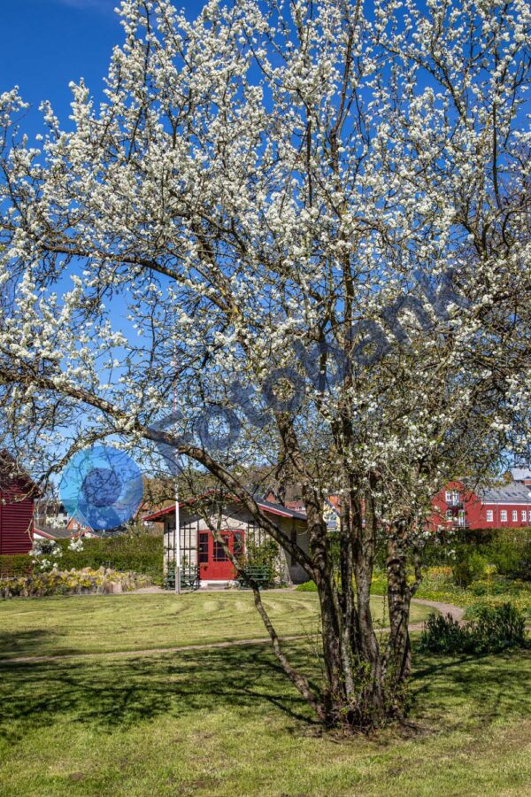 Bies Have – Hobro #8