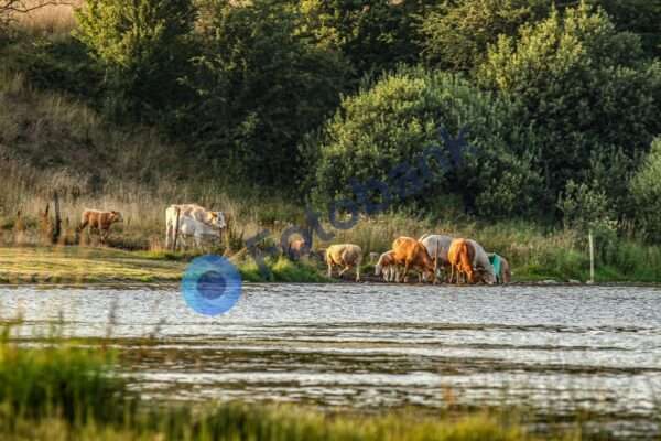 Klejtrup Sø #4