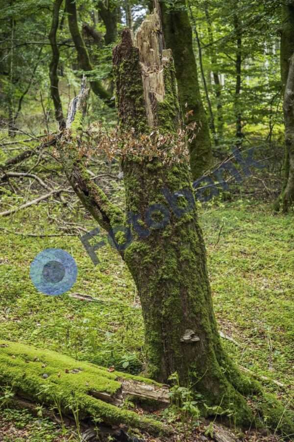 Rold Skov #3