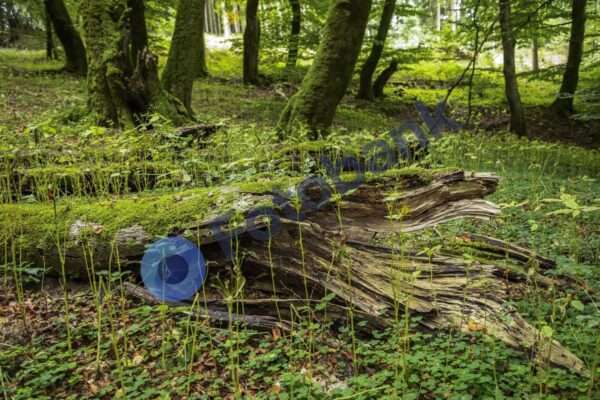 Rold Skov #6