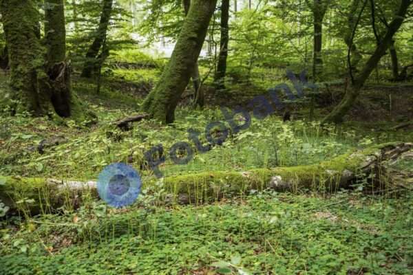 Rold Skov #7