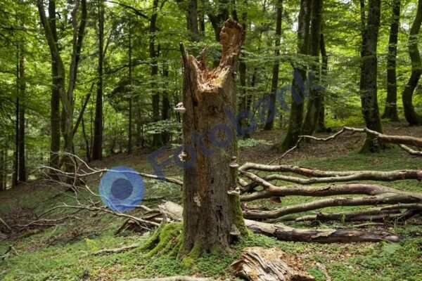 Rold Skov #8