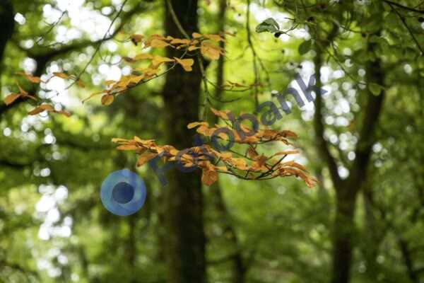Rold Skov #9