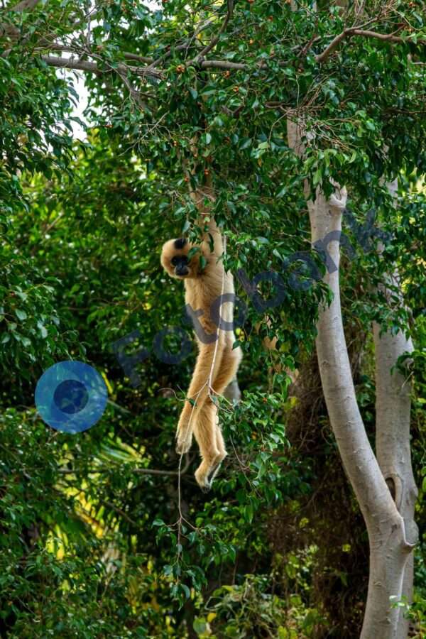 Gibbon