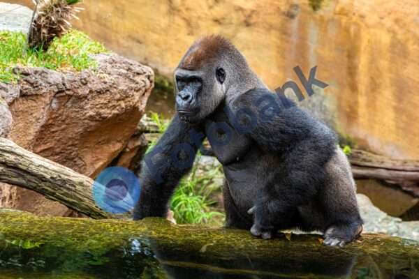 Gorilla