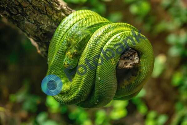 Træpython