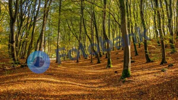 Bøgeskov Hadsund #3