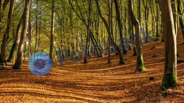 Bøgeskov Hadsund #4