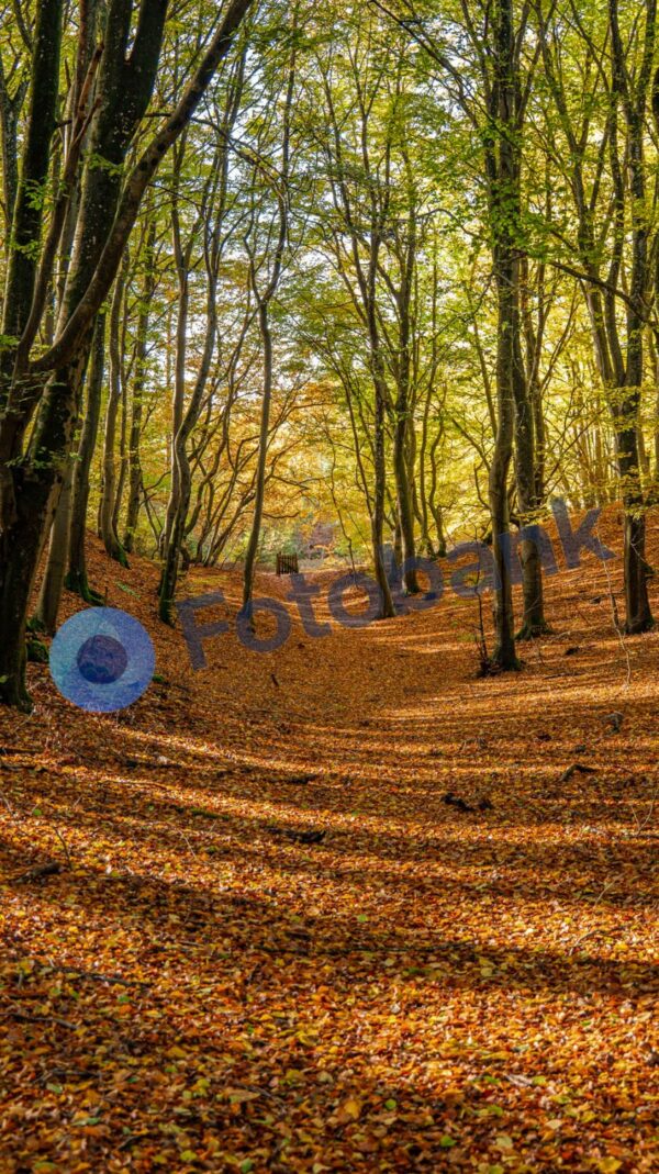 Bøgeskov Hadsund #5